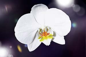 orchid, flower